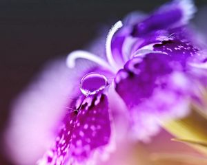 Preview wallpaper flower, stamens, petals, lilac