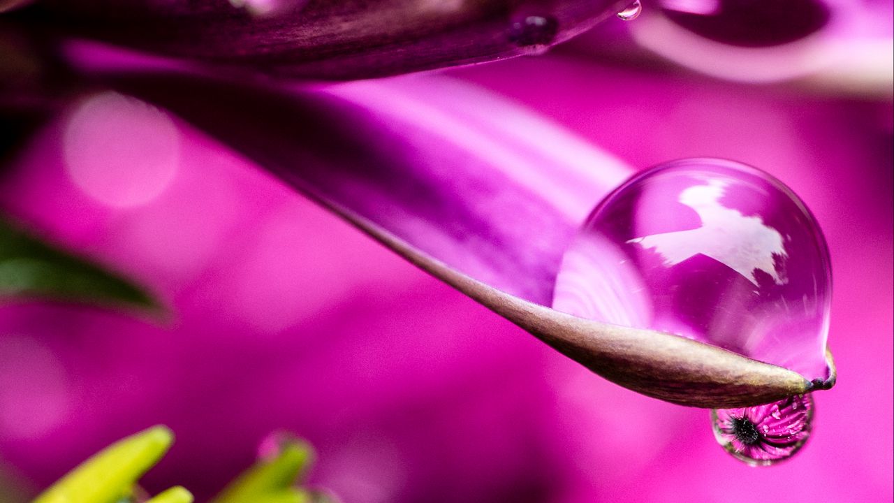 Wallpaper flower, petals, water, drop, macro, pink hd, picture, image