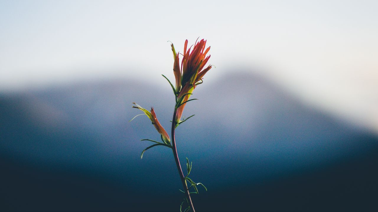 Wallpaper flower, stem, blur