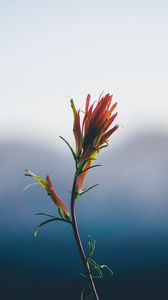 Preview wallpaper flower, stem, blur
