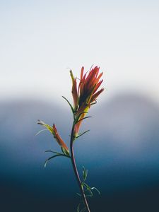 Preview wallpaper flower, stem, blur