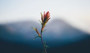 Preview wallpaper flower, stem, blur
