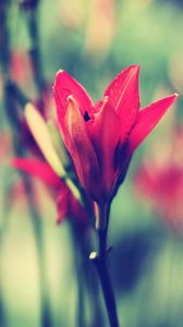 Preview wallpaper flower, stem, blurred, bud