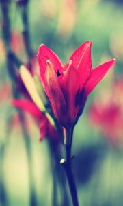 Preview wallpaper flower, stem, blurred, bud