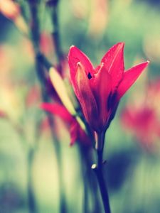 Preview wallpaper flower, stem, blurred, bud