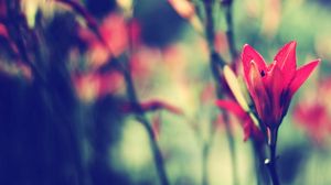 Preview wallpaper flower, stem, blurred, bud