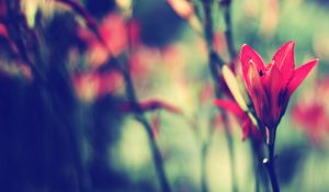 Preview wallpaper flower, stem, blurred, bud