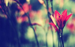 Preview wallpaper flower, stem, blurred, bud