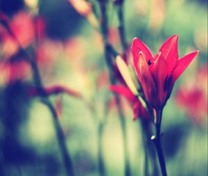 Preview wallpaper flower, stem, blurred, bud