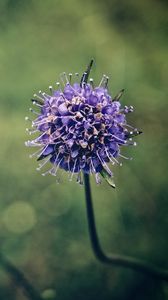 Preview wallpaper flower, stem, branch