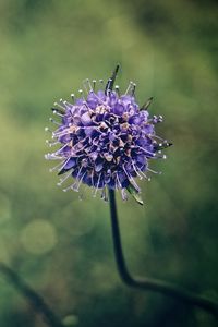 Preview wallpaper flower, stem, branch