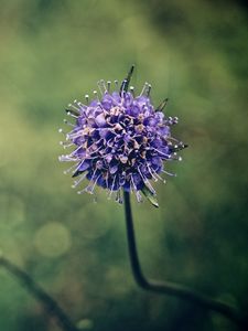 Preview wallpaper flower, stem, branch