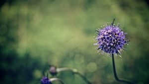 Preview wallpaper flower, stem, branch