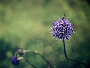 Preview wallpaper flower, stem, branch