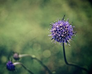 Preview wallpaper flower, stem, branch