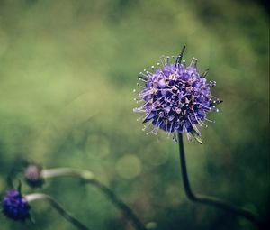 Preview wallpaper flower, stem, branch