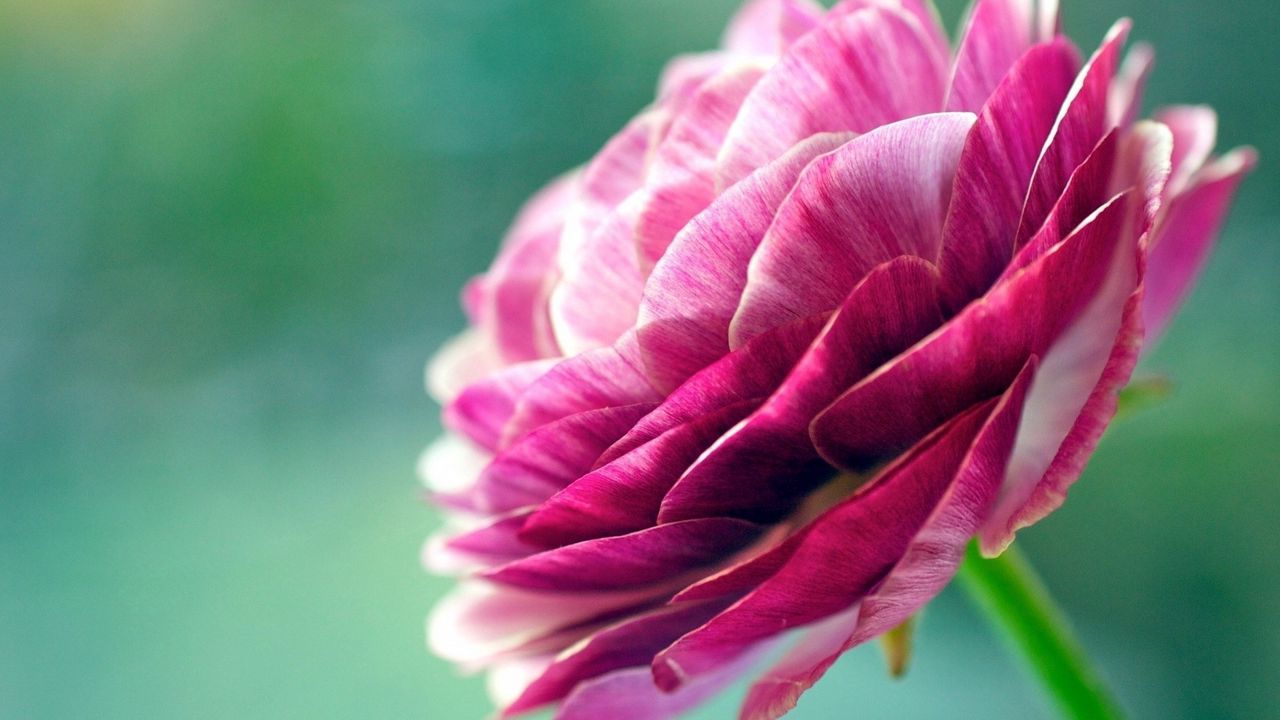 Wallpaper flower, stem, bud