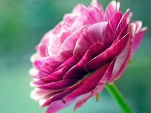 Preview wallpaper flower, stem, bud