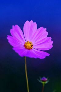 Preview wallpaper flower, stem, field, glare