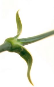 Preview wallpaper flower, stem, grass, motion blur
