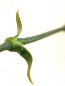 Preview wallpaper flower, stem, grass, motion blur