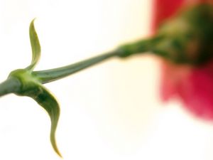 Preview wallpaper flower, stem, grass, motion blur