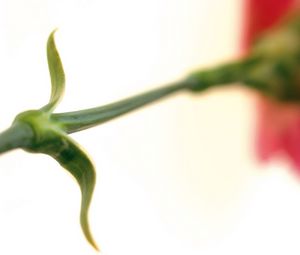 Preview wallpaper flower, stem, grass, motion blur