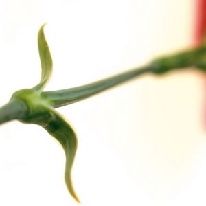 Preview wallpaper flower, stem, grass, motion blur