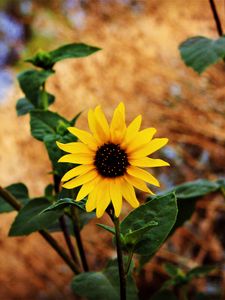 Preview wallpaper flower, stem, leaves, blur