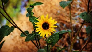 Preview wallpaper flower, stem, leaves, blur