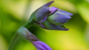 Preview wallpaper flower, stem, petals