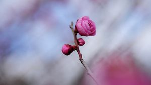 Preview wallpaper flower, stem, petals