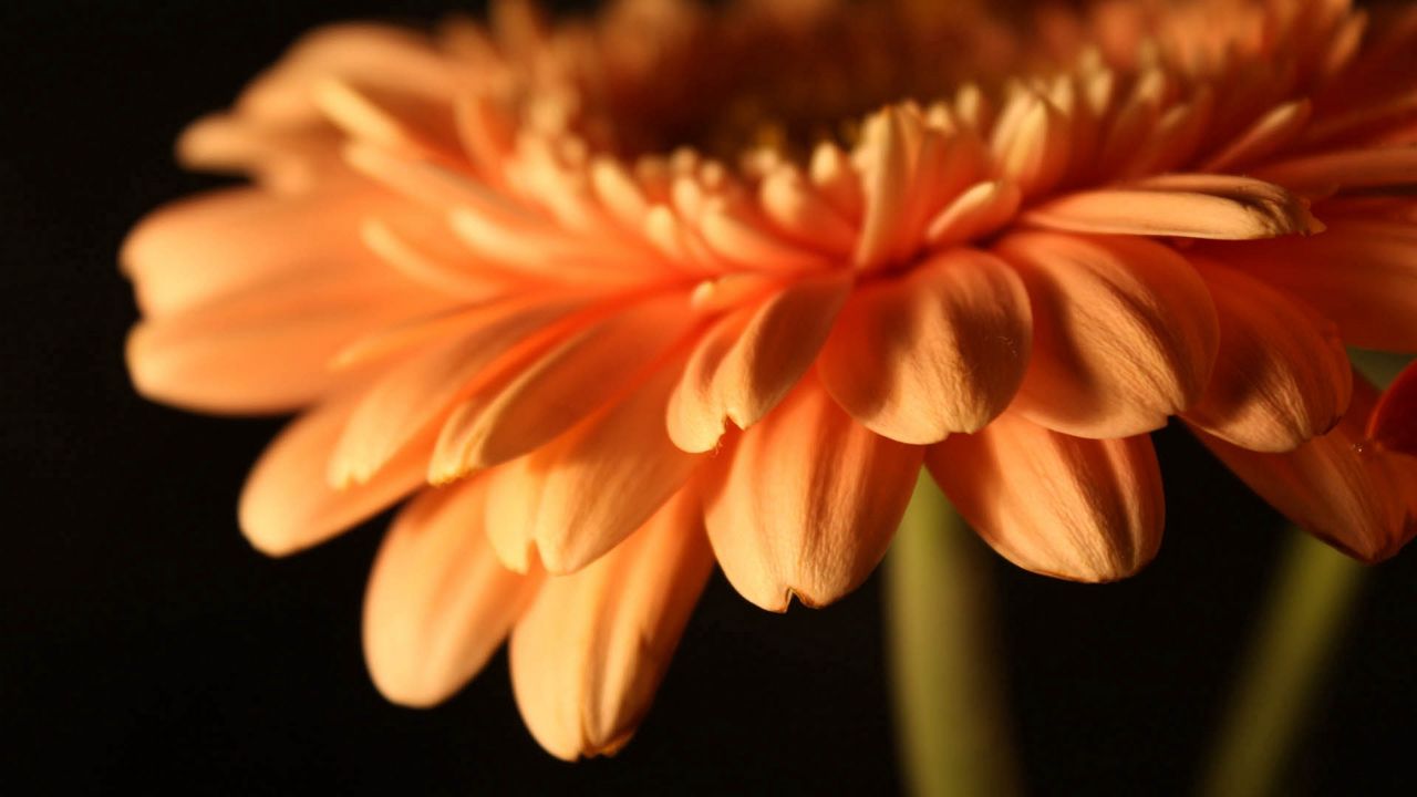 Wallpaper flower, stem, plant, petals hd, picture, image