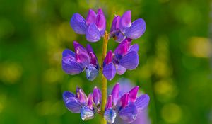Preview wallpaper flower, stem, purple, macro, blur