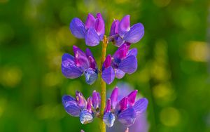 Preview wallpaper flower, stem, purple, macro, blur