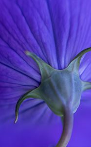 Preview wallpaper flower, stem, purple, macro