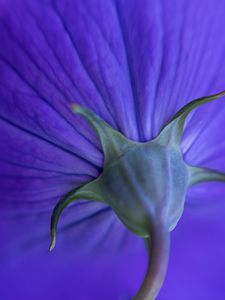 Preview wallpaper flower, stem, purple, macro