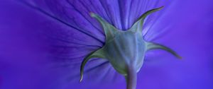 Preview wallpaper flower, stem, purple, macro