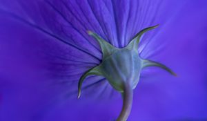 Preview wallpaper flower, stem, purple, macro