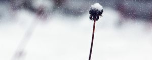 Preview wallpaper flower, stem, snow