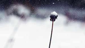 Preview wallpaper flower, stem, snow