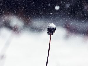 Preview wallpaper flower, stem, snow