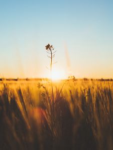 Preview wallpaper flower, stem, sunset, grass, macro, blur