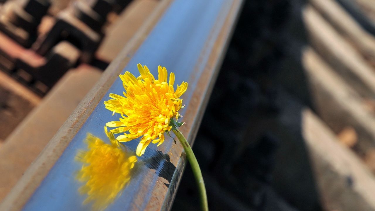 Wallpaper flower, stem, yellow