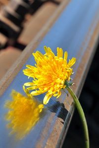 Preview wallpaper flower, stem, yellow