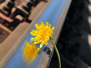 Preview wallpaper flower, stem, yellow