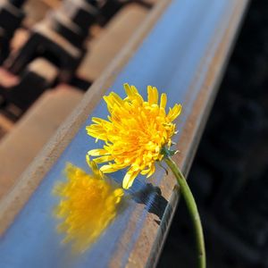 Preview wallpaper flower, stem, yellow