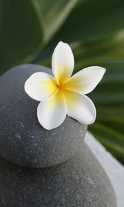 Preview wallpaper flower, stone, meditation, balance