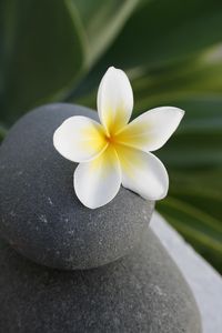 Preview wallpaper flower, stone, meditation, balance