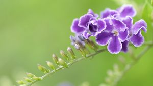 Preview wallpaper flower, striped, shaggy, branch